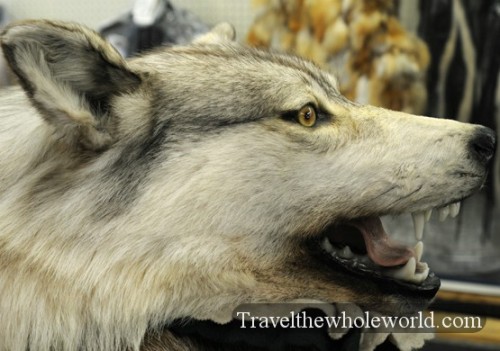 Alaska Anchorage Fur Wolf