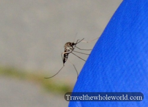 Alaska Anchorage Mosquito