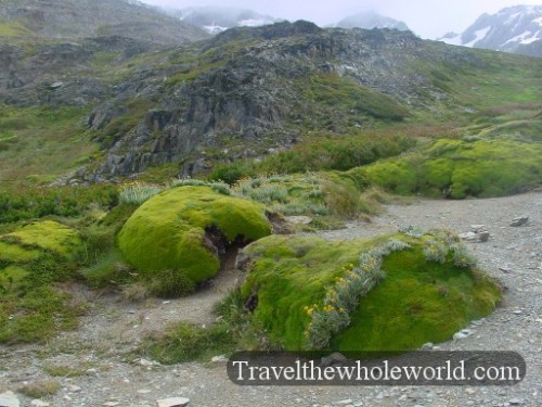 Moss Argentina Ushauia Moss