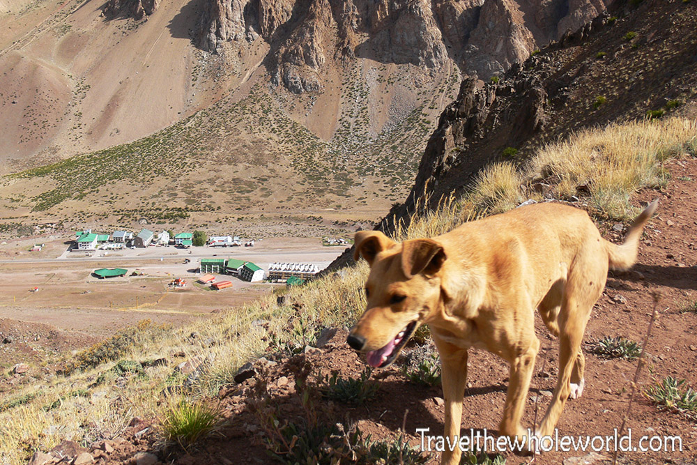 Argentina Andes Pentientes Dog