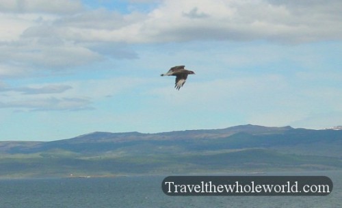 Ushuaia Hawk Argentina Ushuaia Hawk