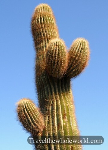 Cactus Arizona Cactus