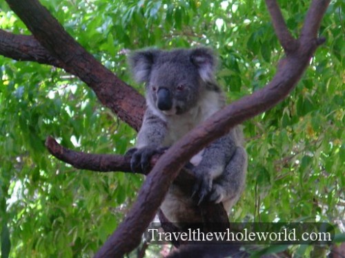 Australia-Koala