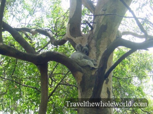 Australia-Koala-Sleeping2