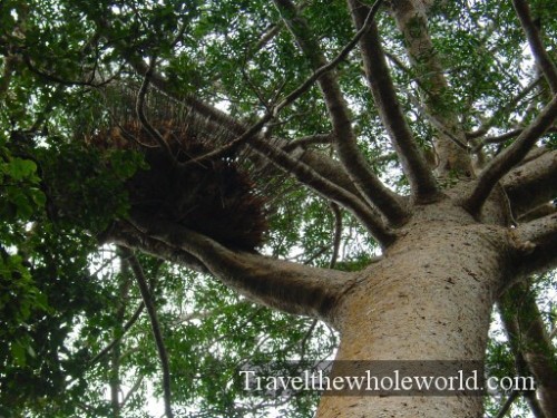 Australia-Tree-Nest