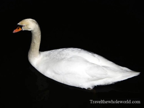Belgium Bruges Swan