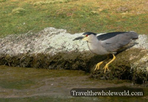 Bird Bolivia Eduardo Abaroa Bird