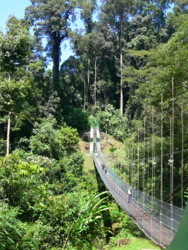 Brunei Canopy Walk