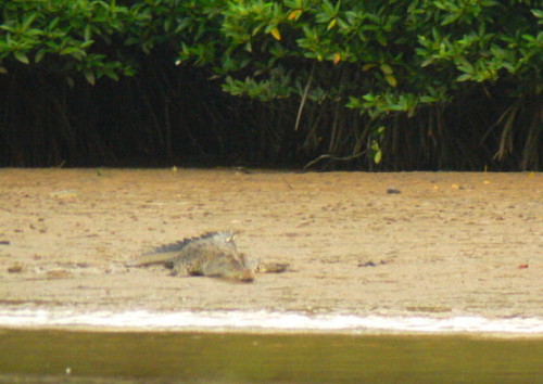 Brunei Crocodile