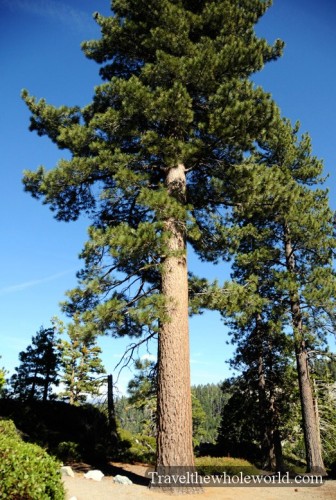 California-Lake-Tahoe-Tree