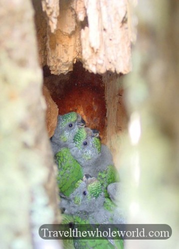 Chile Patagonia Baby Birds