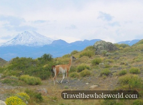 Chile Guanacos