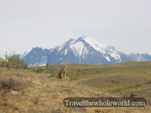 Chile Torres Del Paine Fox