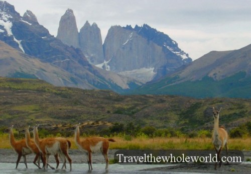 Patagonia Guanacos