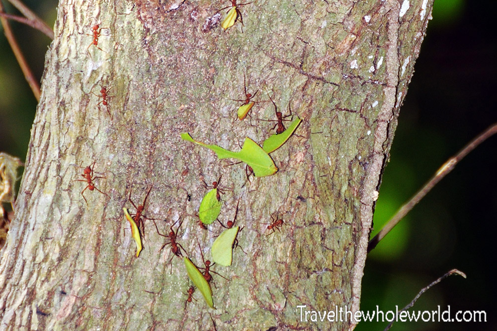 Colombia Tayrona Leaf Cutter Ants