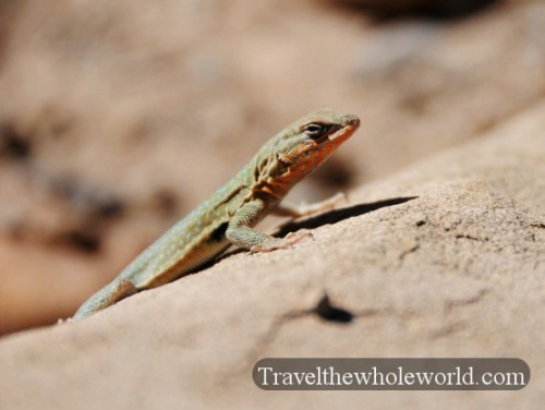 Colorado Desert Lizard