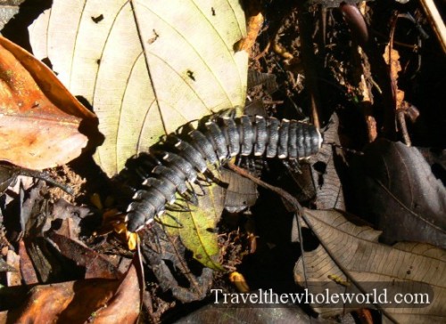 Ecuador Amazon Centipede