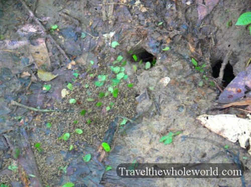 Ecuador Amazon Leaf Cutter Ants