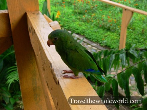 Ecuador Amazon Parrot