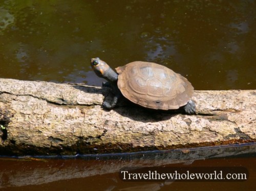 Ecuador Amazon Turtle