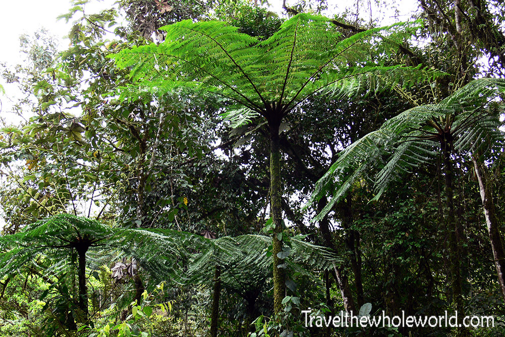 Ecuador Cloud Forest Tree Fern