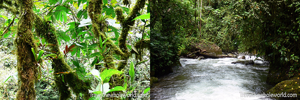 Cloud Forest