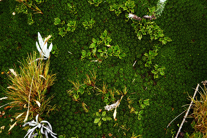 Ecuador Rucu Pichincha Green