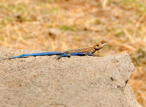 Ethiopia Axum Lizard