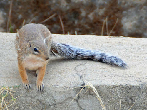 Ethiopia Axum Squirrel