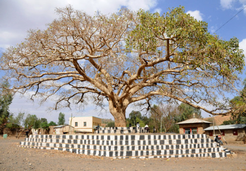 Ethiopia Axum Tree Monument