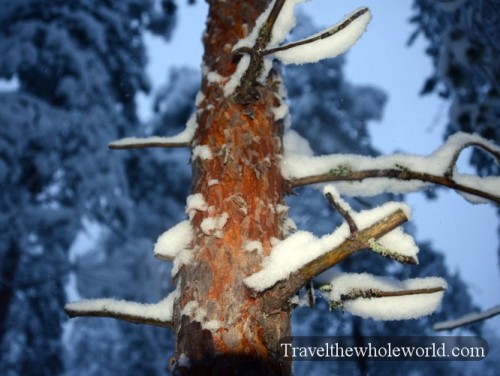 Finland Arctic Bark