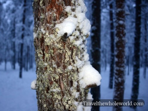 Arctic Bark