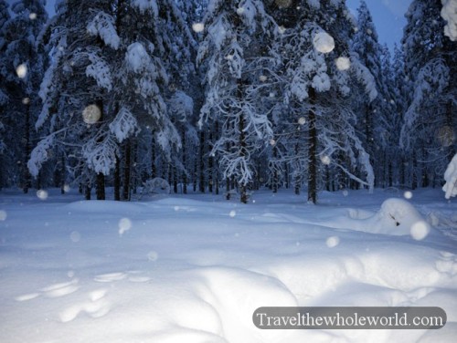 Finland Lapland Forest Snowing