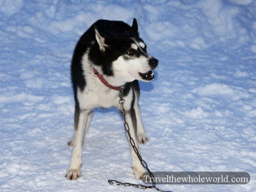 Arctic Husky