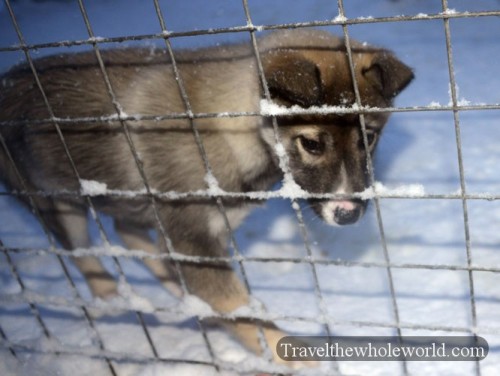 Finland Rovaniemi Husky Puppy