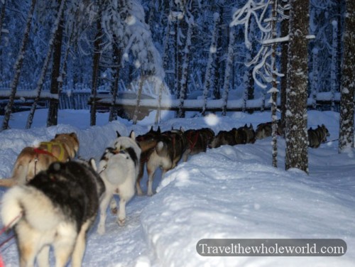 Arctic Sled Dogs Huskies