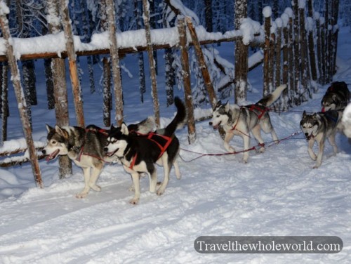 Sled Dogs