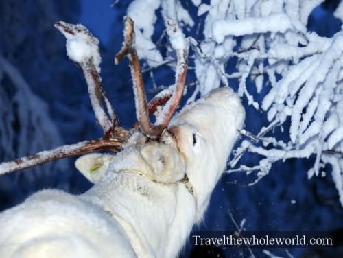 Arctic Reindeer Eating