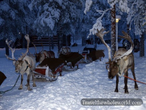 Finland Rovaniemi Reindeer Sledding