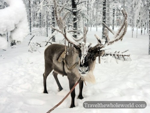 Rovaniemi Reindeer