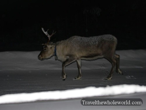 Finland Rovaniemi Street Reindeer