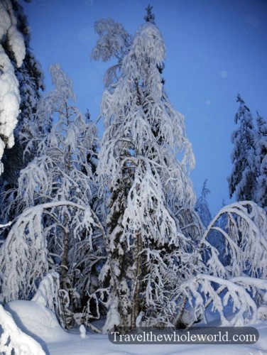 Lapland Tree