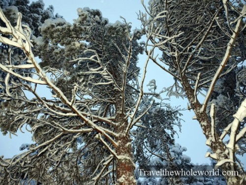 Finland Rovaniemi Frozen Trees