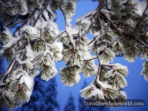 Arctic Frozen Trees