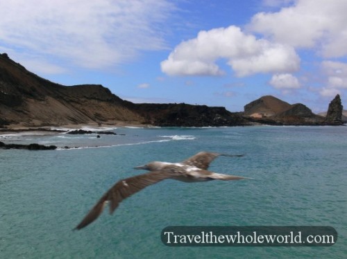 Galapagos Bay Pelican