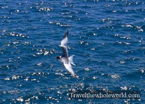 Galapagos Swallow Tailed Gull