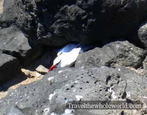 Galapagos Red-Billed Tropic