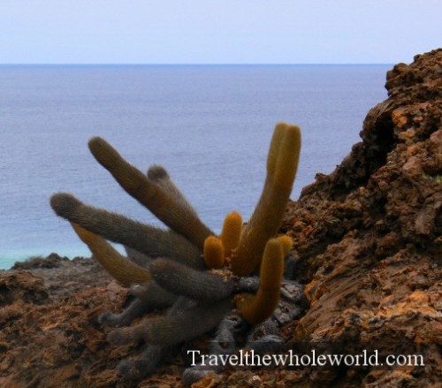 Galapagos Lava Cactus