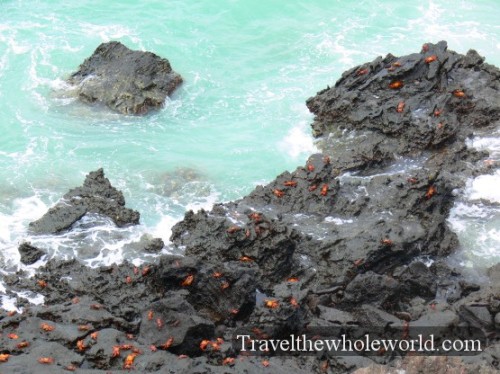 Galapagos Crabs