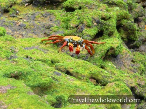 Galapagos Crab 